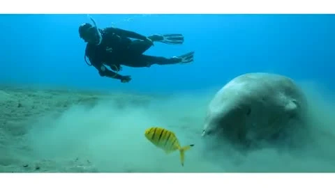 Búvár a tengerfenék felett – PADI Underwater Navigator
