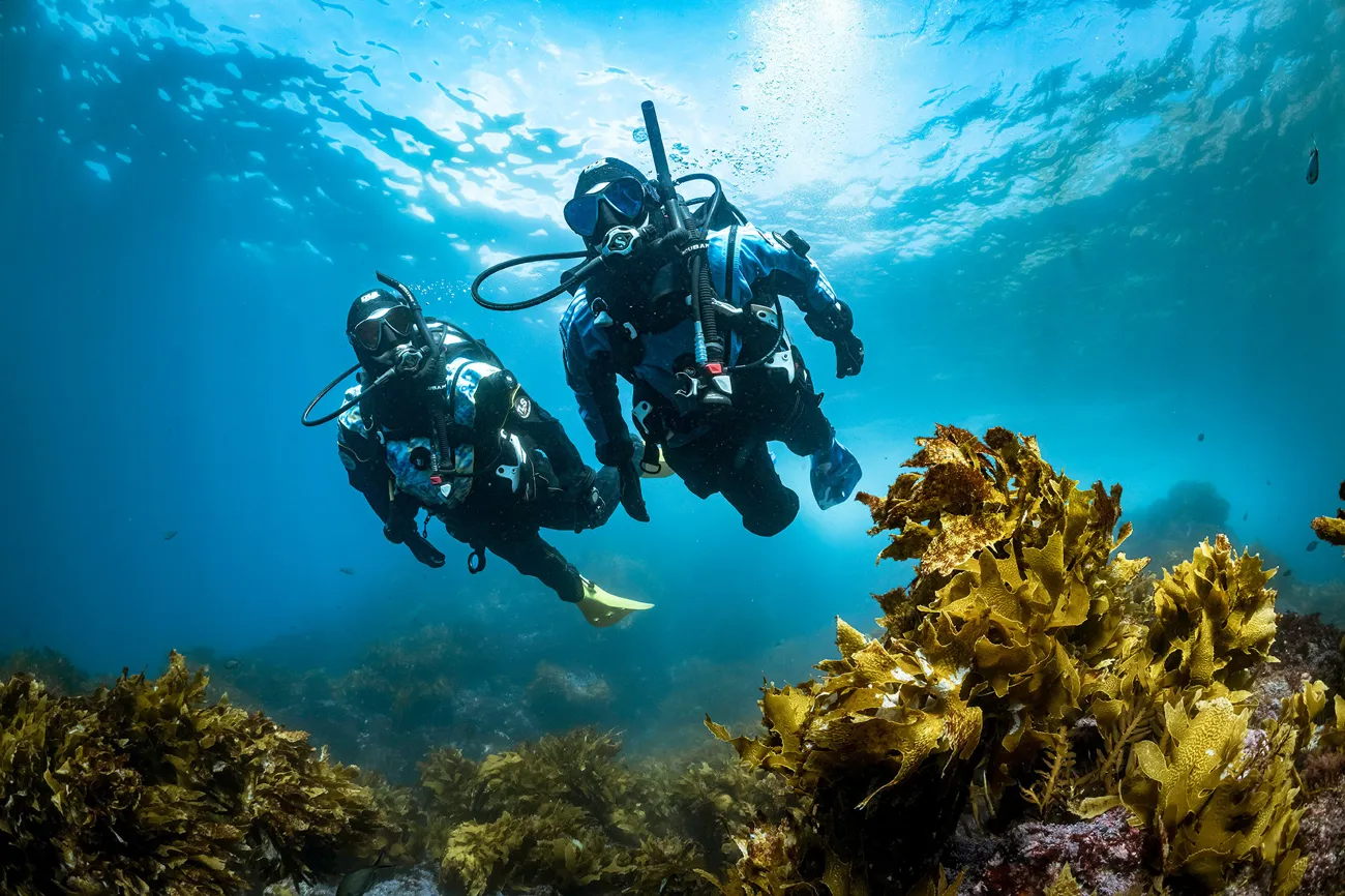Két búvár a víz alatt tengeri növényzet felett – PADI Deep Diver
